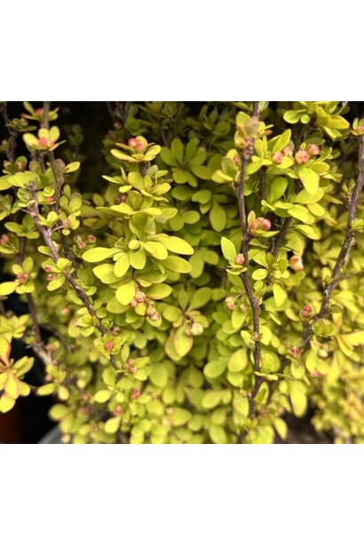 Яскраве цвітіння барбариса Тунберга Саммер Сансет.